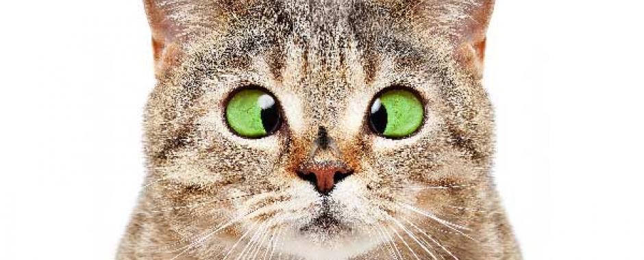 When Something Is Wrong With Your Pet - Look At CBD Tinctures From CBDyno.com and The Platinum Pet Formula