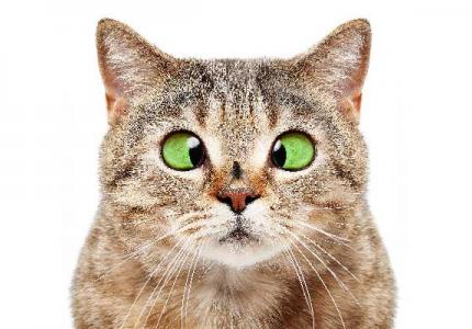 When Something Is Wrong With Your Pet - Look At CBD Tinctures From CBDyno.com and The Platinum Pet Formula
