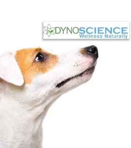 Dyno Brands Platinum Pet Formula CBD Oil Tinctures - Products For Pets